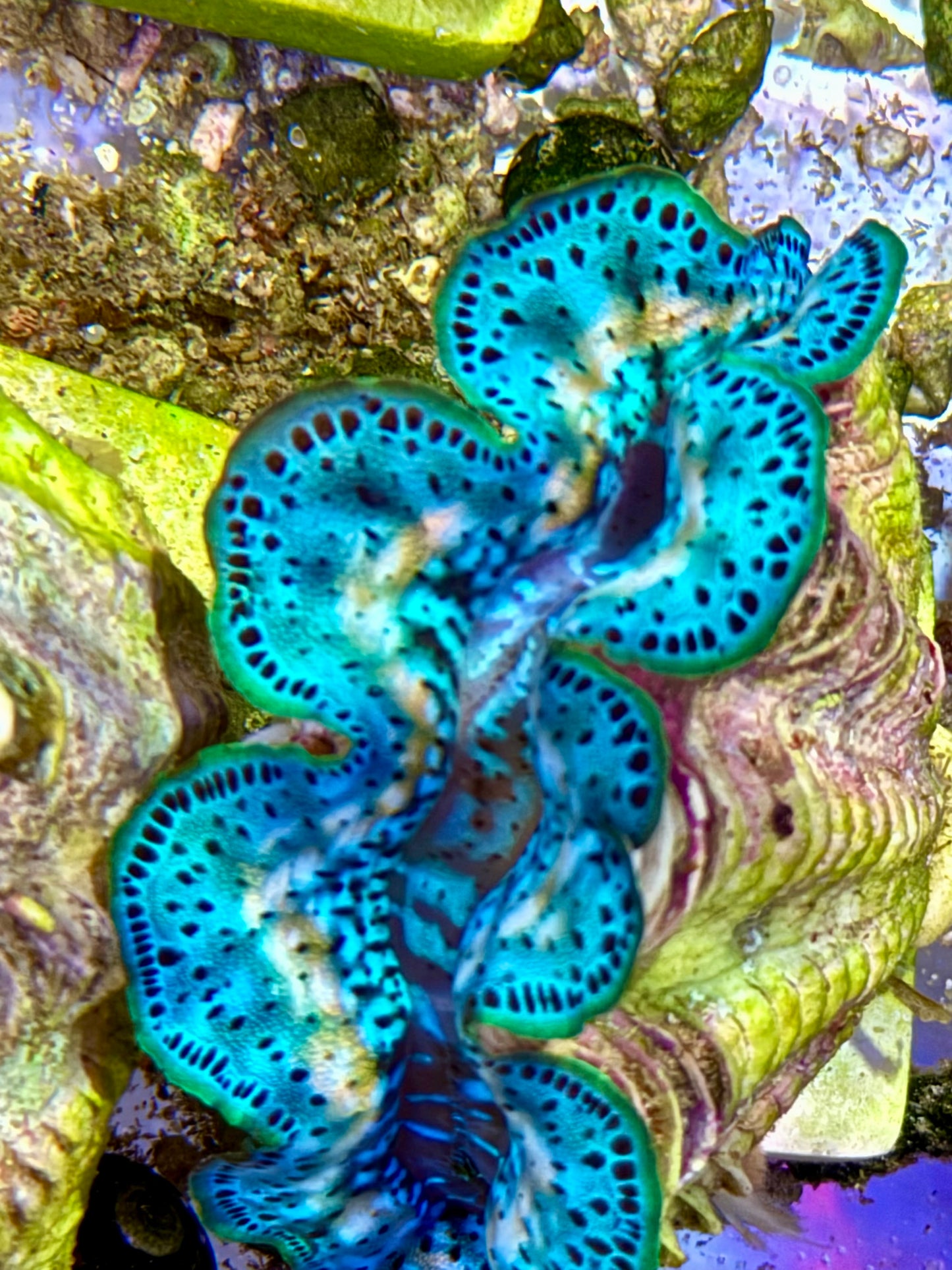 Cultured Maxima Clam 2.5” to 3.5” gorgeous rainbow wish baby blue clam with yellow markings