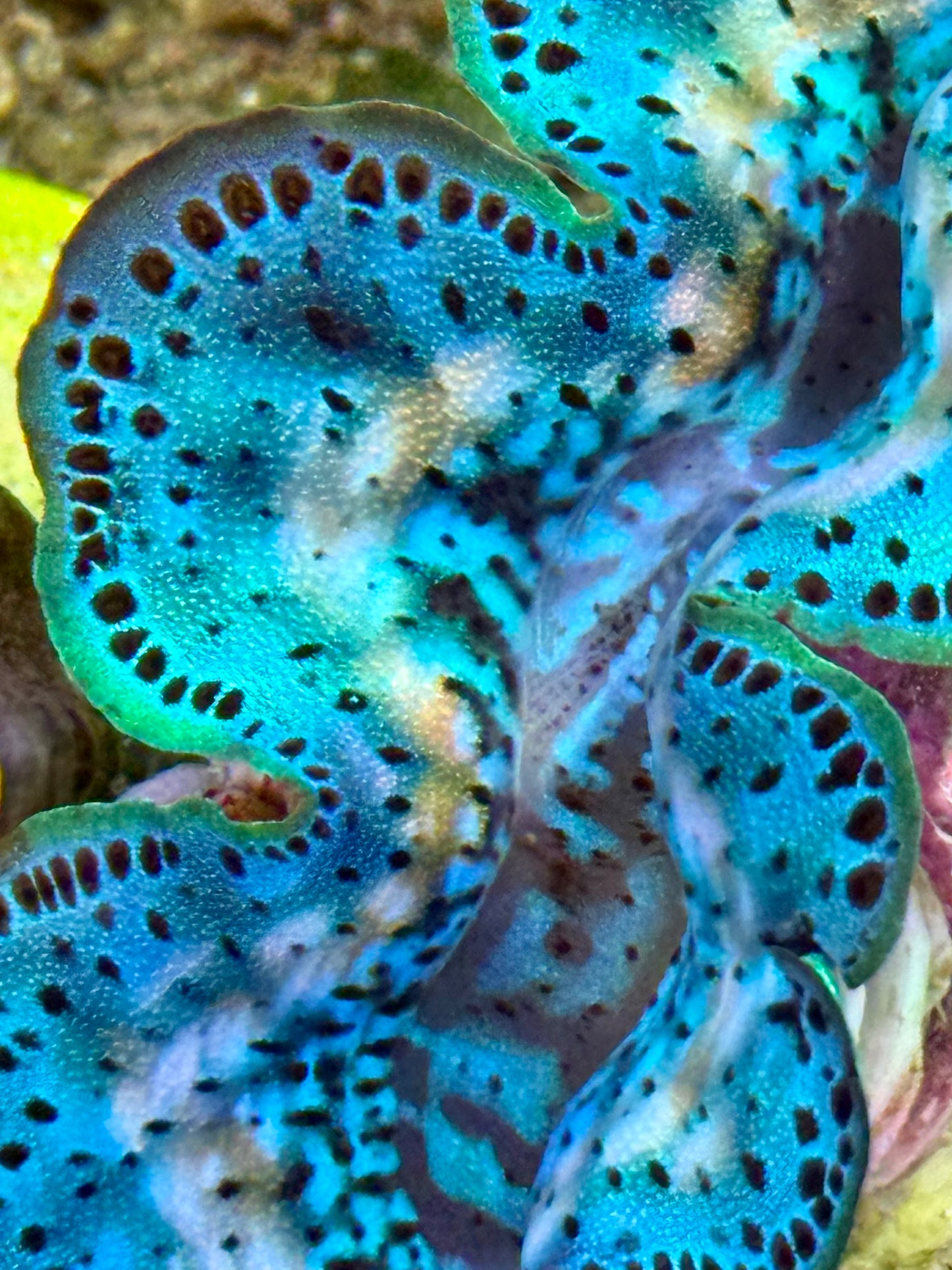 Cultured Maxima Clam 2.5” to 3.5” gorgeous rainbow wish baby blue clam with yellow markings