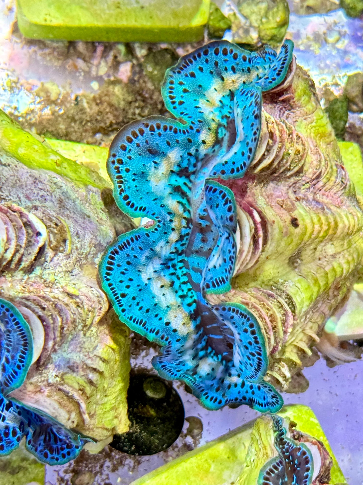 Cultured Maxima Clam 2.5” to 3.5” gorgeous rainbow wish baby blue clam with yellow markings