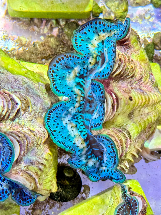 Cultured Maxima Clam 2.5” to 3.5” gorgeous rainbow wish baby blue clam with yellow markings