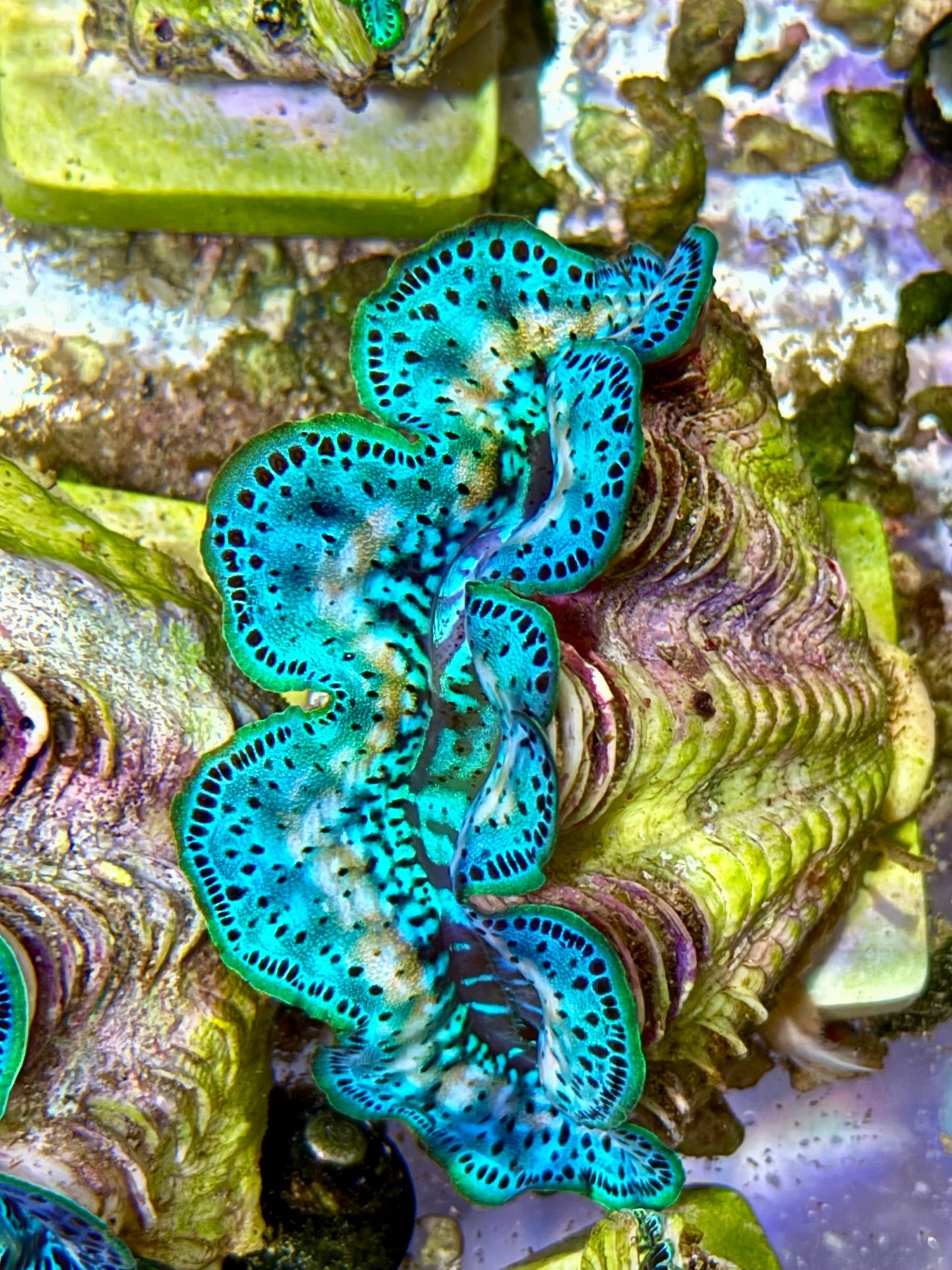 Cultured Maxima Clam 2.5” to 3.5” gorgeous rainbow wish baby blue clam with yellow markings