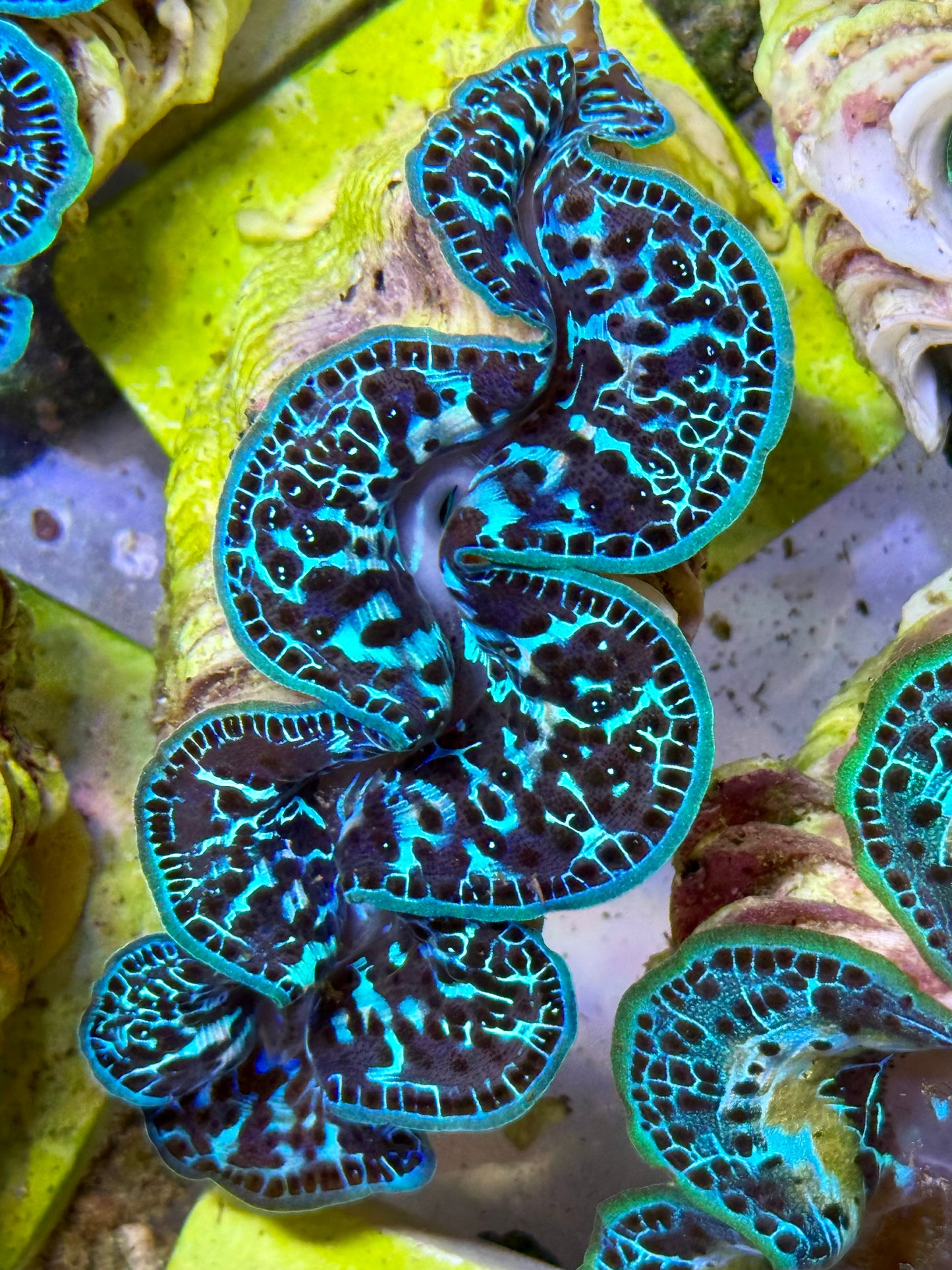 Cultured Maxima Clam 2.5” to 3.5” mix dotted colors throughout the CLAM from blues to black to neon colors