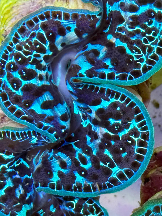 Cultured Maxima Clam 2.5” to 3.5” mix dotted colors throughout the CLAM from blues to black to neon colors