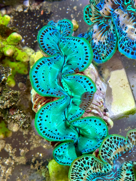 Cultured Maxima Clam 2.5” to 3.5” Ultra gorgeous neon green mixed color with black dots