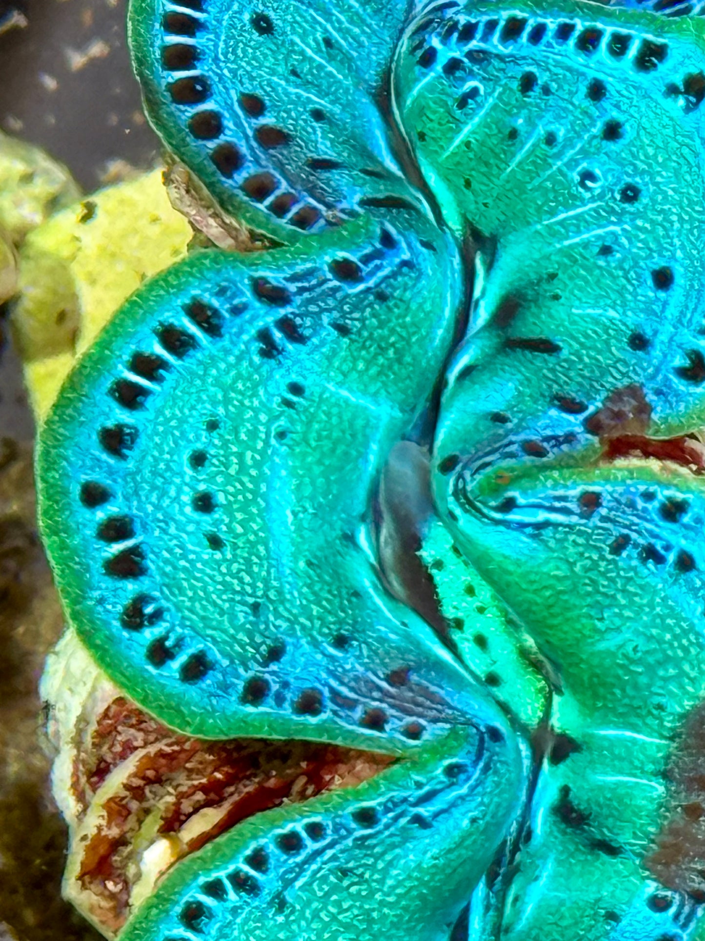 Cultured Maxima Clam 2.5” to 3.5” Ultra gorgeous neon green mixed color with black dots