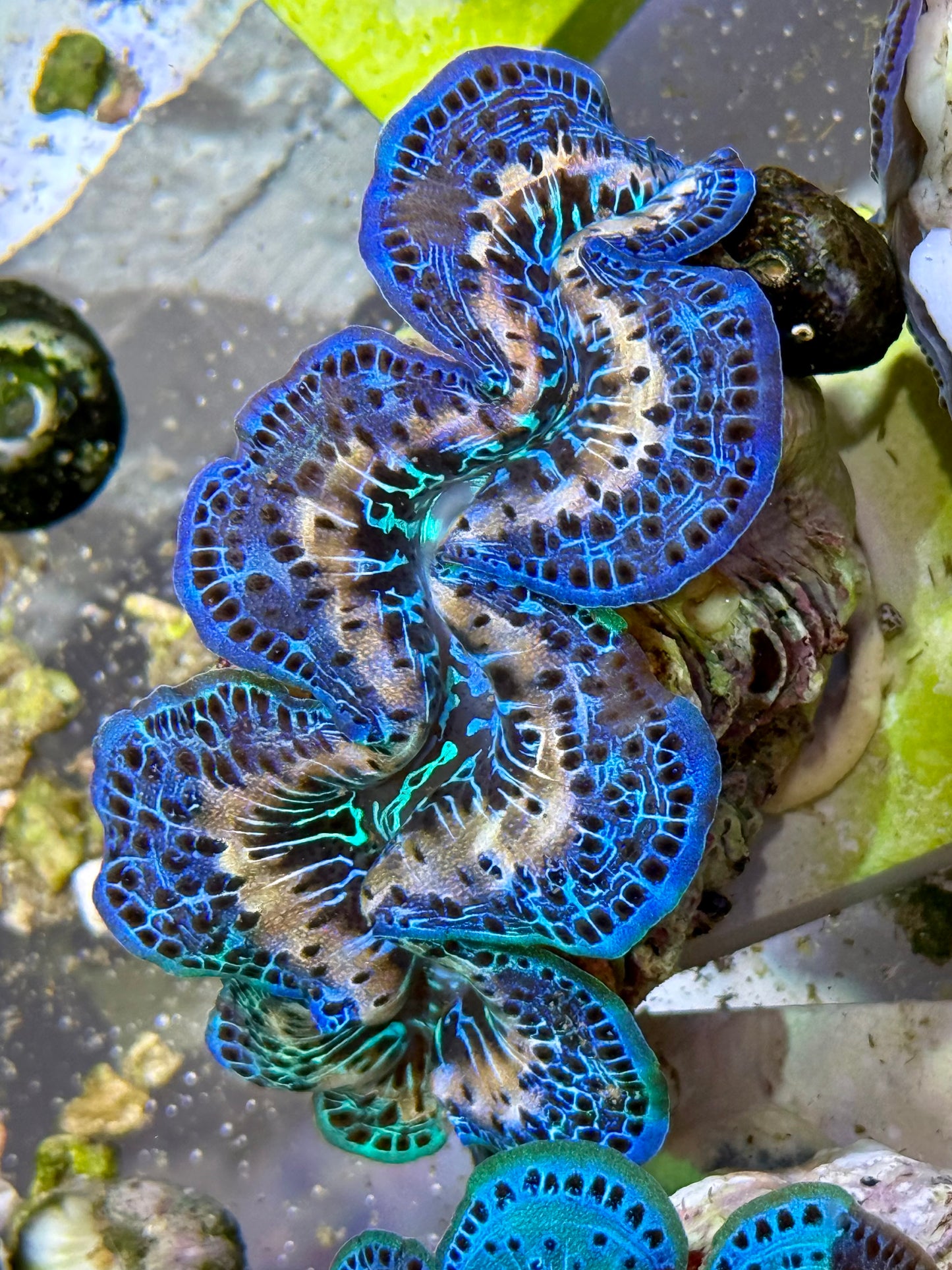 Cultured Maxima Clam 2.5” to 3.5” blues, purple, blacks, and gorgeous white streak clam