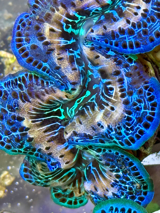 Cultured Maxima Clam 2.5” to 3.5” blues, purple, blacks, and gorgeous white streak clam