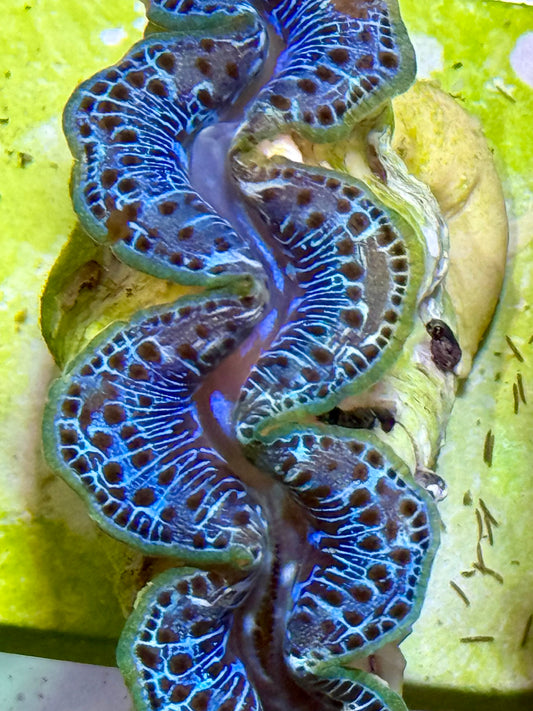 Cultured Maxima Clam 2.5” to 3.5” baby blue with black dots