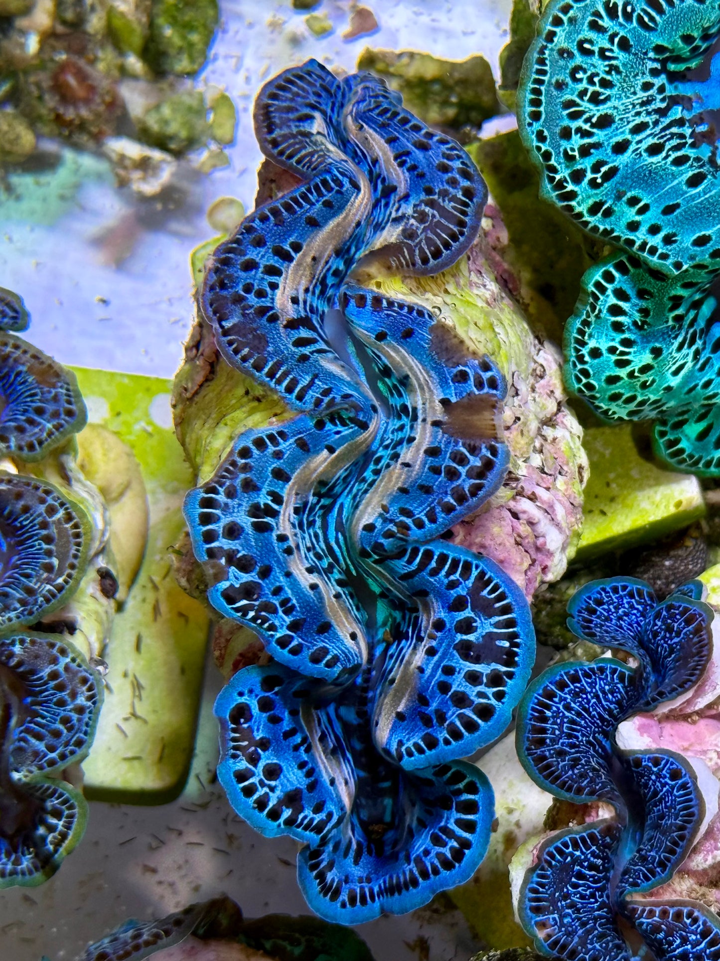 Cultured Maxima Clam 2.5” to 3.5” gorgeous blue and black Clam with gorgeous white streaks
