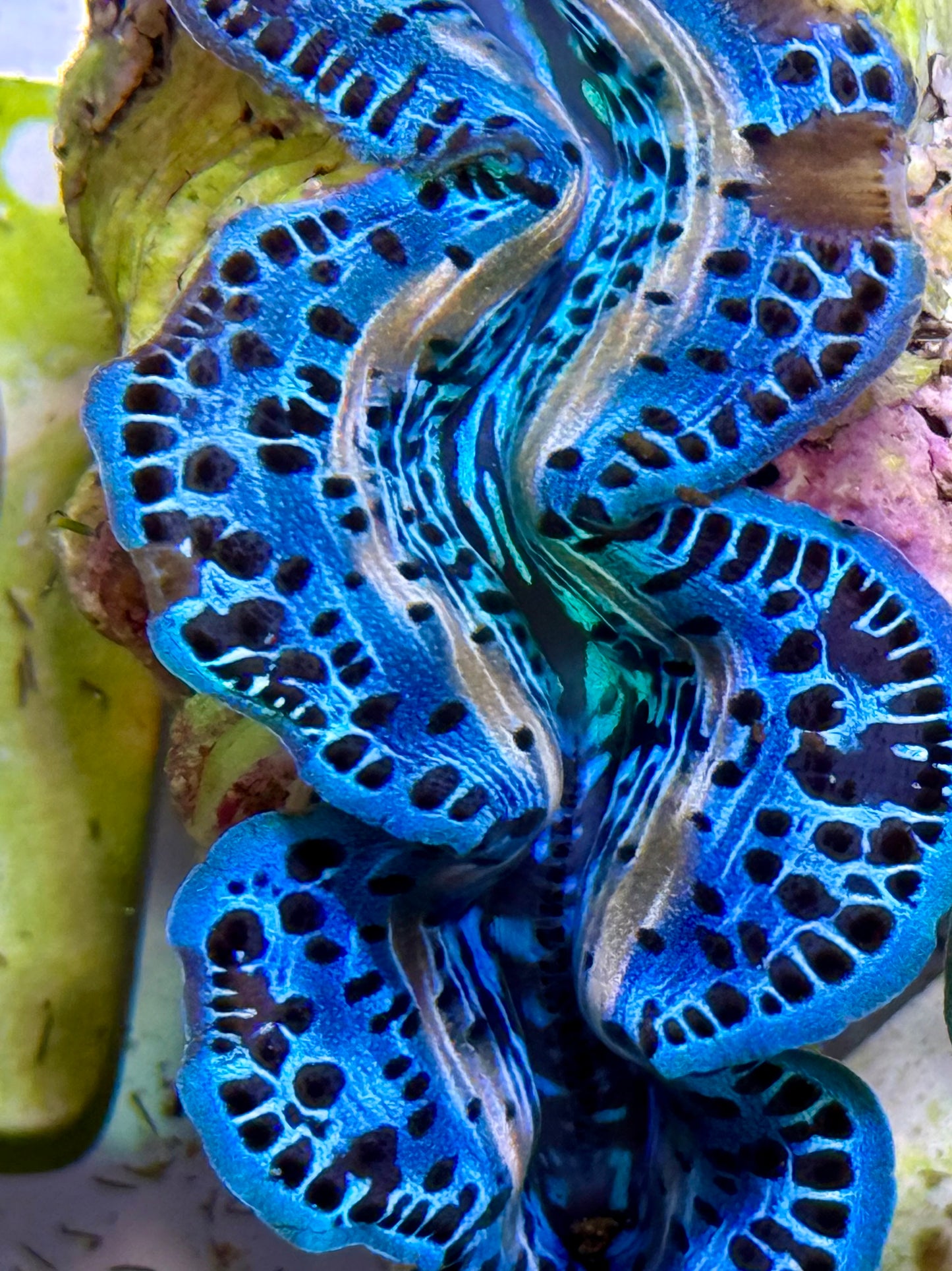Cultured Maxima Clam 2.5” to 3.5” gorgeous blue and black Clam with gorgeous white streaks