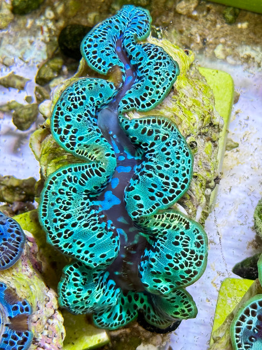 Cultured Maxima Clam 2.5” to 3.5” gorgeous, green and black CLAM