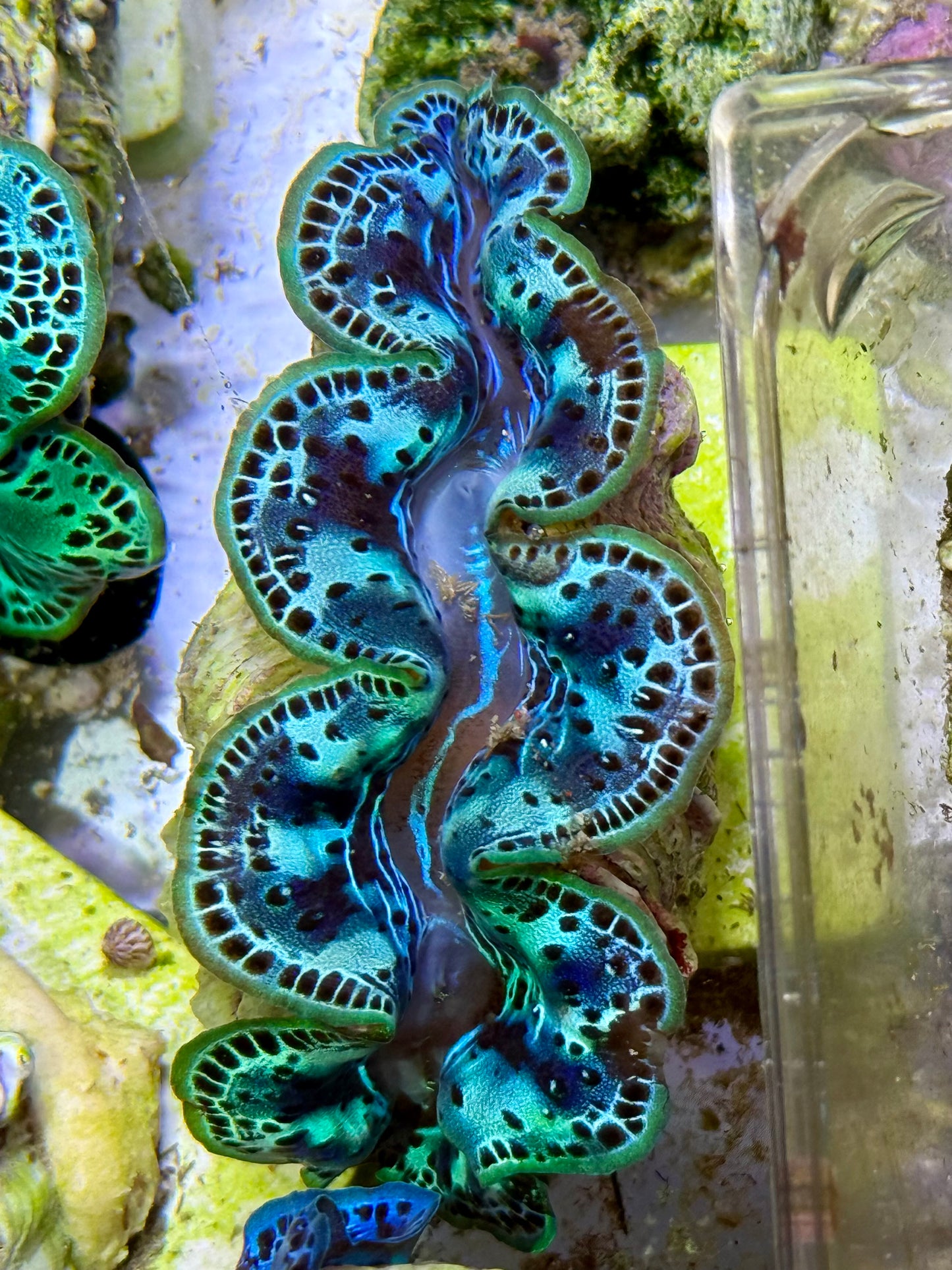 Cultured Maxima Clam 2.5” to 3.5” gorgeous teal black and blue combination CLAM of color