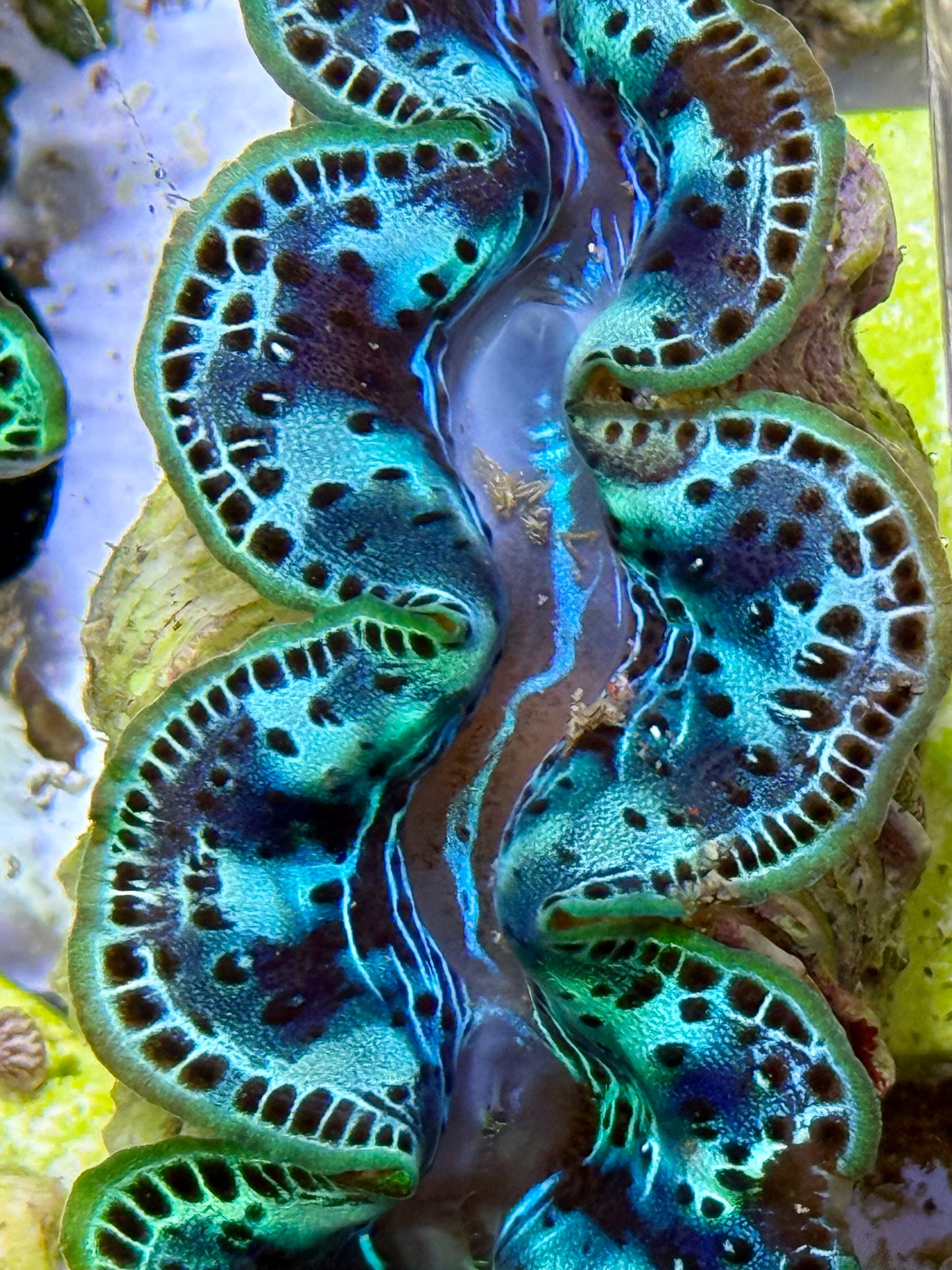 Cultured Maxima Clam 2.5” to 3.5” gorgeous teal black and blue combination CLAM of color