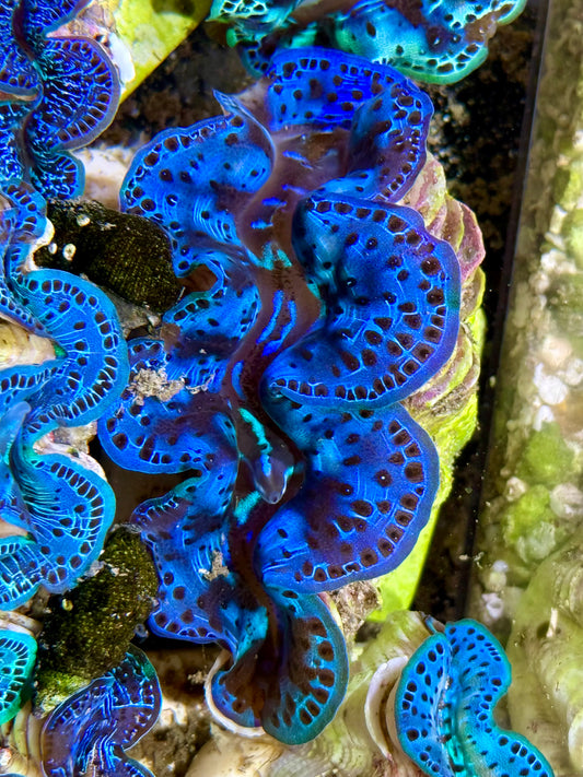 Cultured Maxima Clam 2.5” to 3.5” intense, blue and black Clam