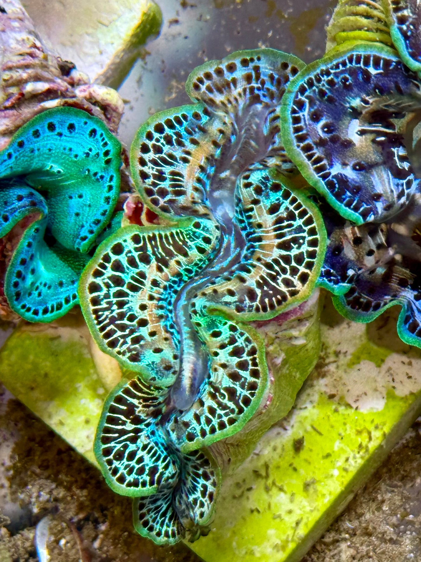 Cultured Maxima Clam 2.5” to 3.5” amazing Rainbow Clam with white lines multi colored