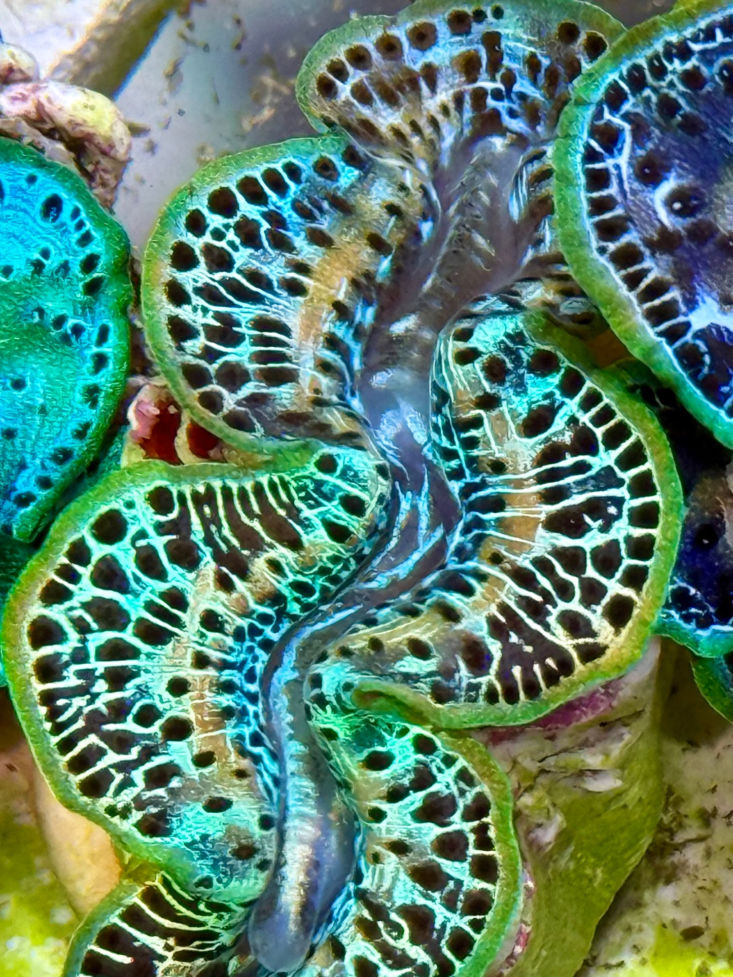 Cultured Maxima Clam 2.5” to 3.5” amazing Rainbow Clam with white lines multi colored