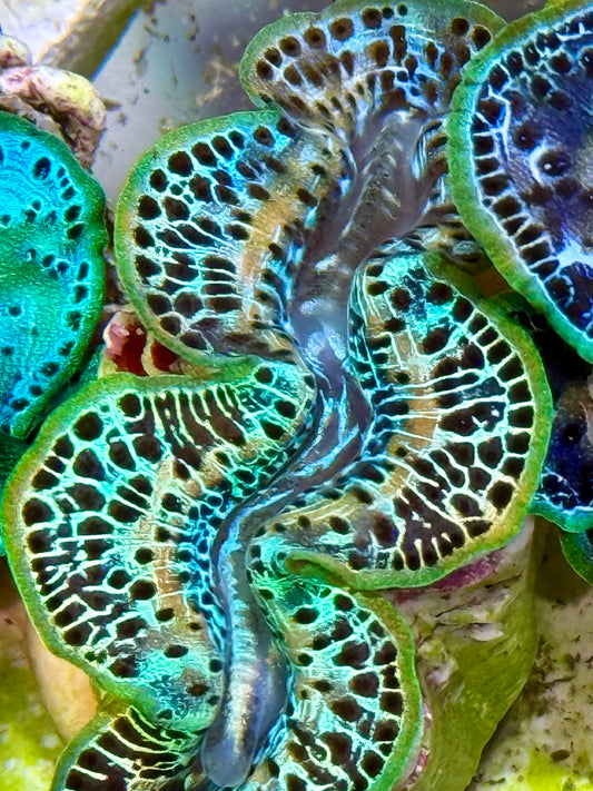 Cultured Maxima Clam 2.5” to 3.5” amazing Rainbow Clam with white lines multi colored