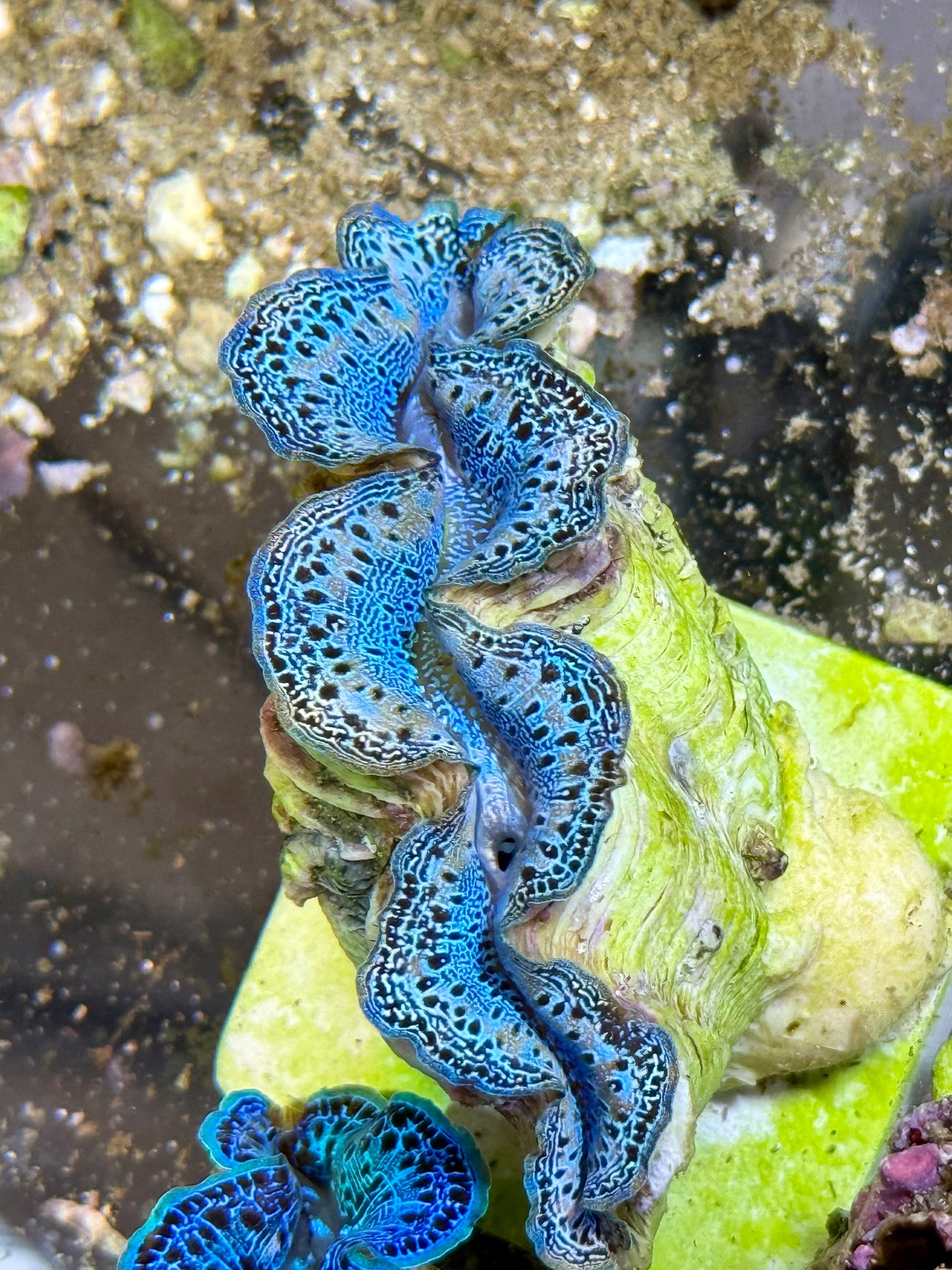 Cultured Maxima Clam 2.5” to 3.5” gorgeous baby blue mixed with some orange and white clam