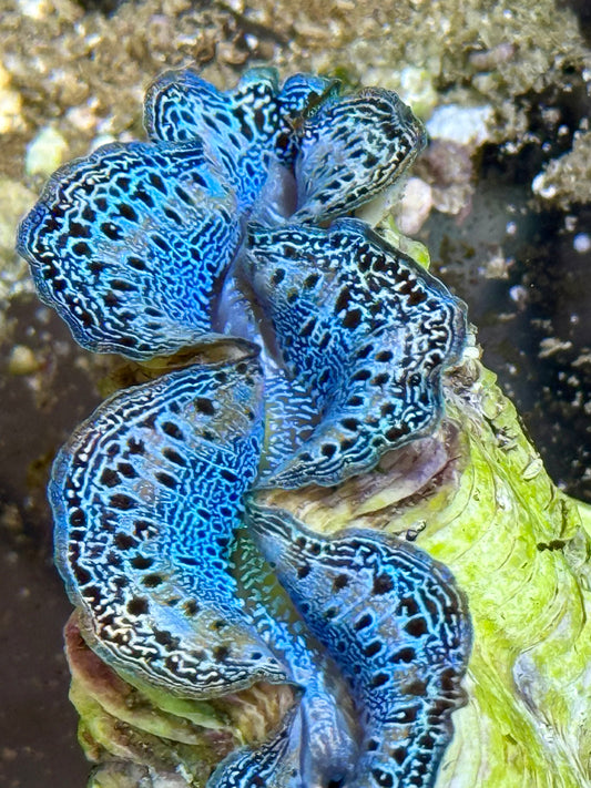 Cultured Maxima Clam 2.5” to 3.5” gorgeous baby blue mixed with some orange and white clam