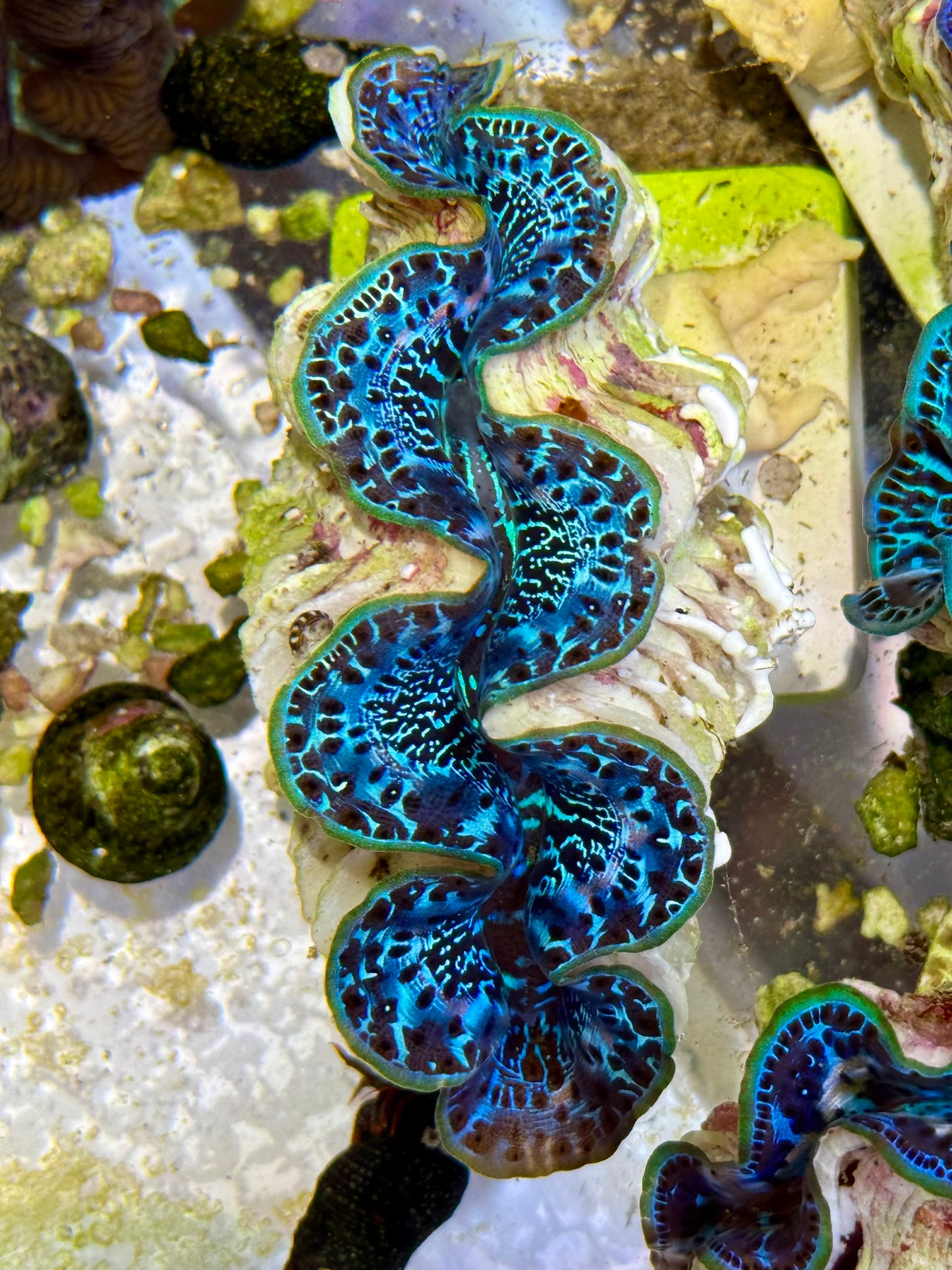Cultured Maxima Clam 2.5” to 3.5” gorgeous four colored clam