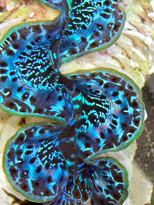 Cultured Maxima Clam 2.5” to 3.5” gorgeous four colored clam