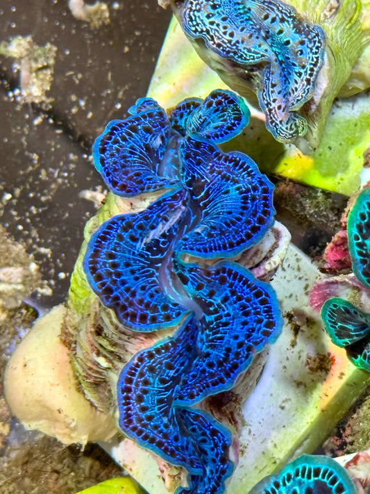 Cultured Maxima Clam 2.5” to 3.5” Beautiful blue and black clam