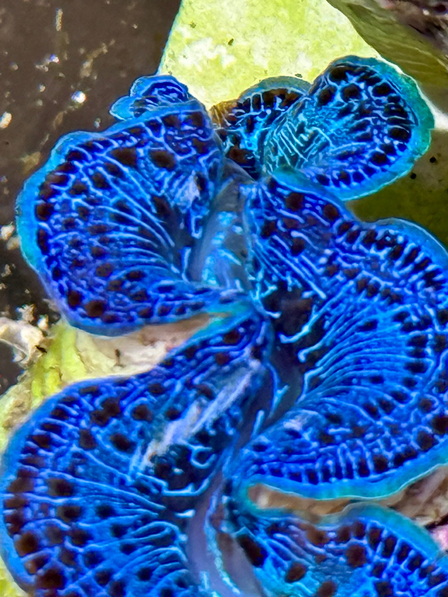 Cultured Maxima Clam 2.5” to 3.5” Beautiful blue and black clam