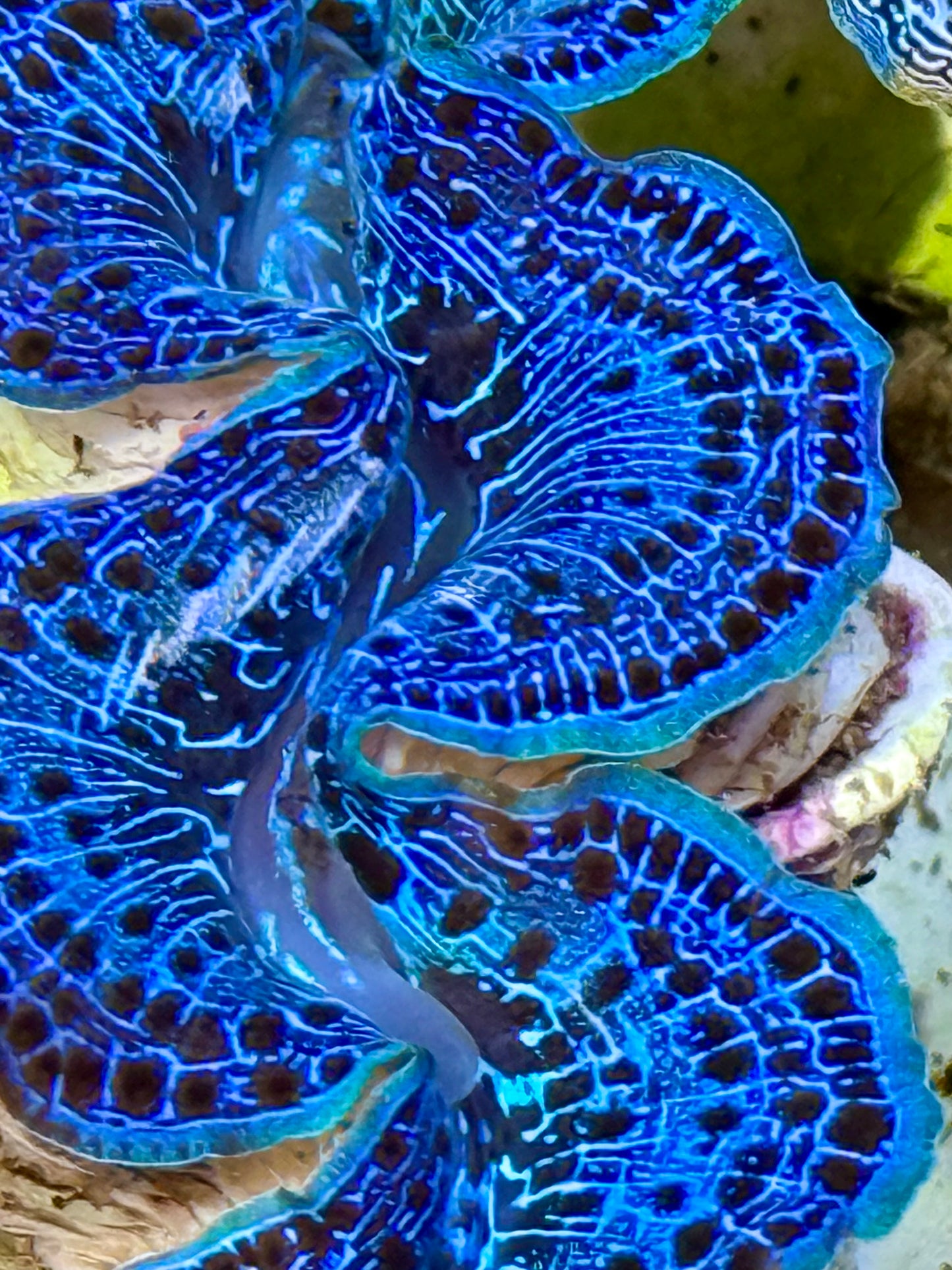 Cultured Maxima Clam 2.5” to 3.5” Beautiful blue and black clam