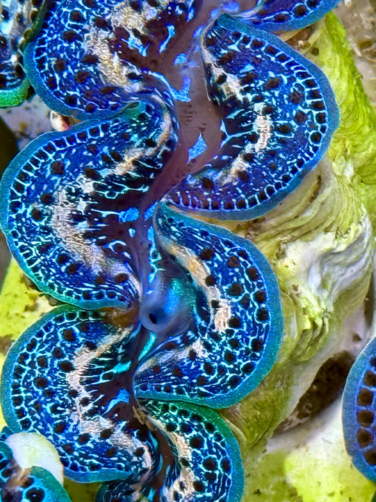 Cultured Maxima Clam 2.5” to 3.5” royal blue mixed color Clam