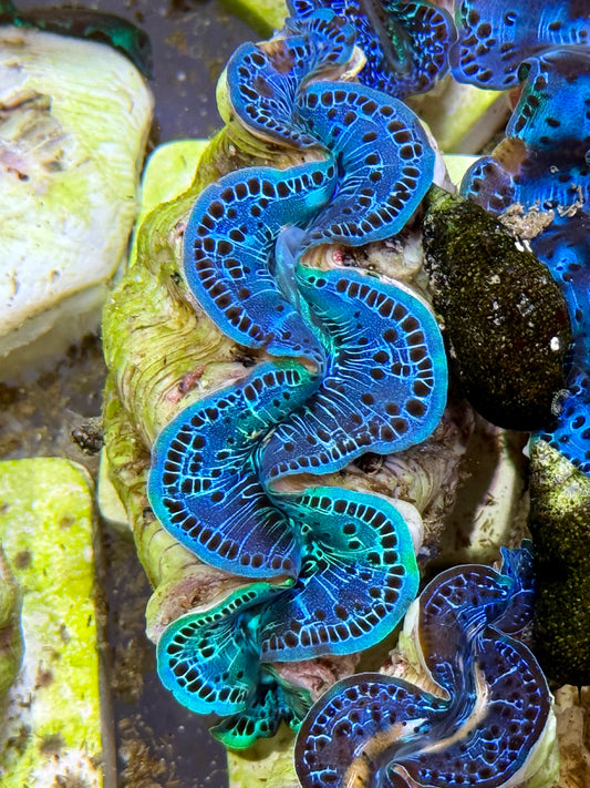 Cultured Maxima Clam 2.5” to 3.5” mixed blue colored clam