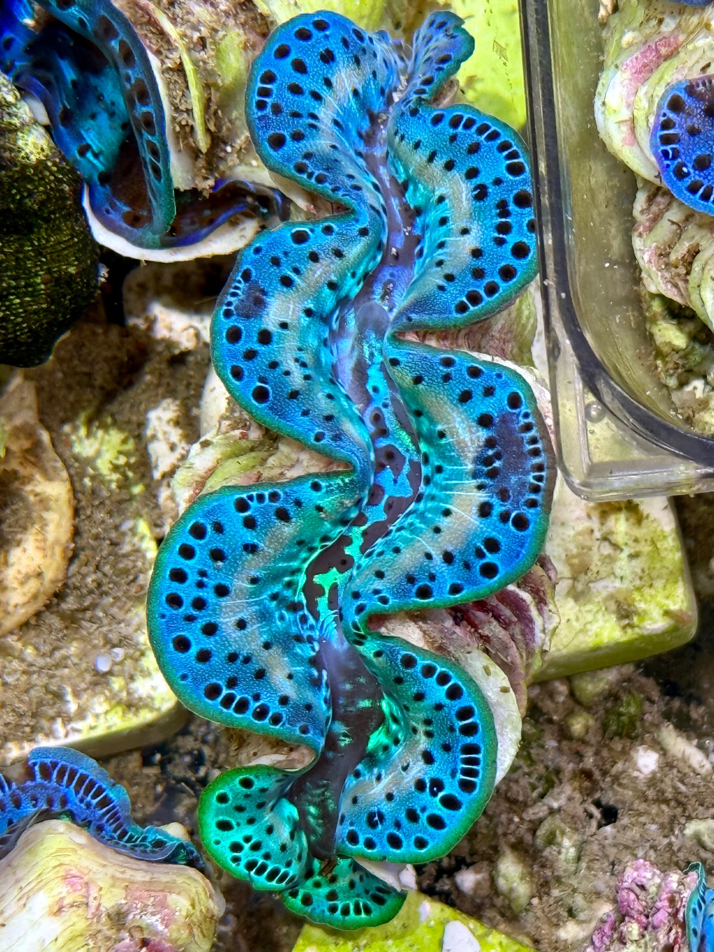 Cultured Maxima Clam 2.5” to 3.5” tricolor baby blue with white lines