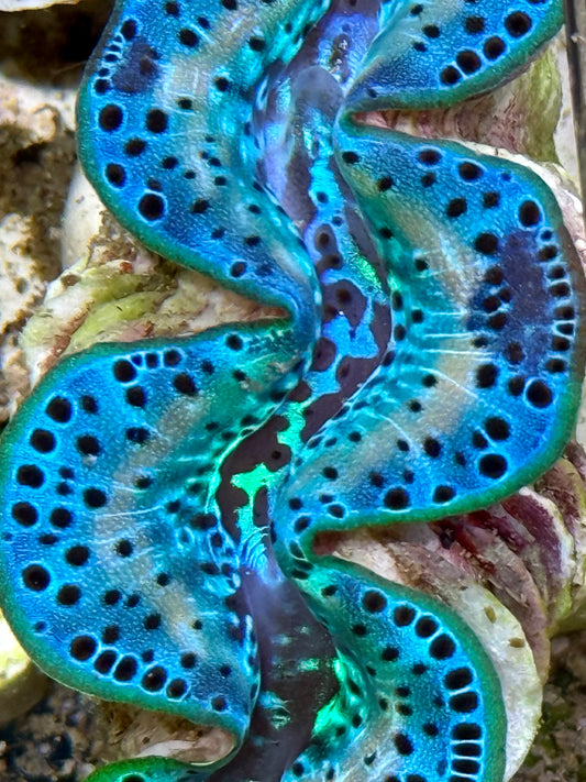 Cultured Maxima Clam 2.5” to 3.5” tricolor baby blue with white lines