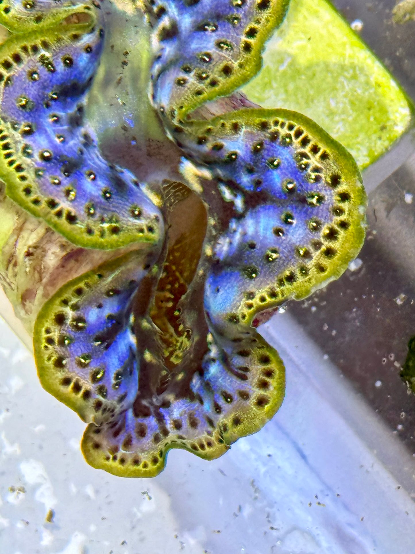 Cultured Maxima Clam 2.5” to 3.5” rare purple and gold color Clam