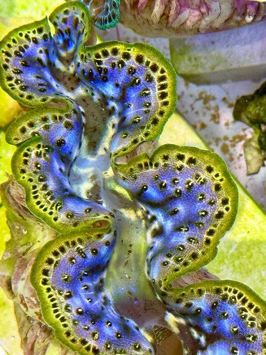 Cultured Maxima Clam 2.5” to 3.5” rare purple and gold color Clam