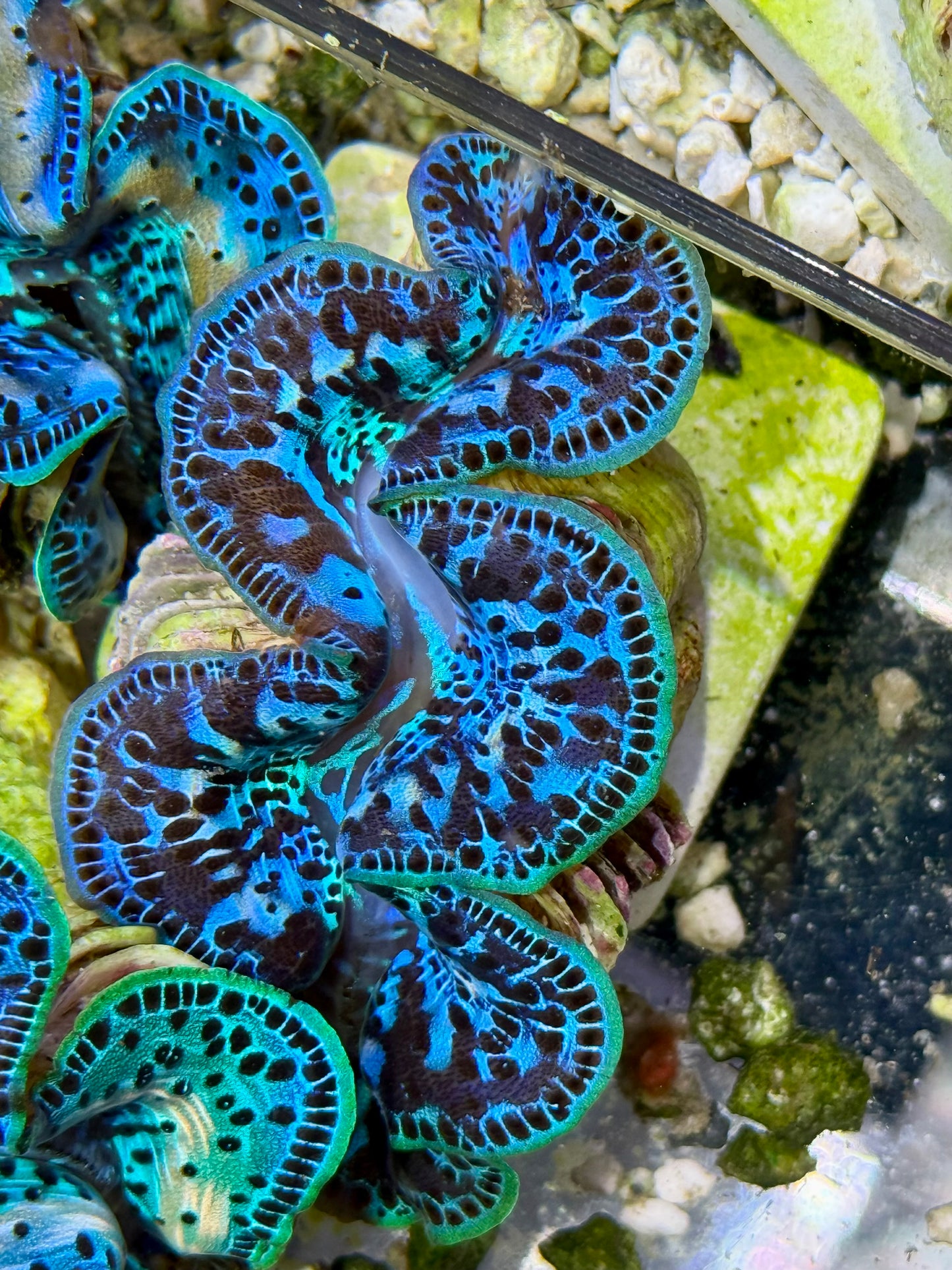 Cultured Maxima Clam 2.5” to 3.5” triple color