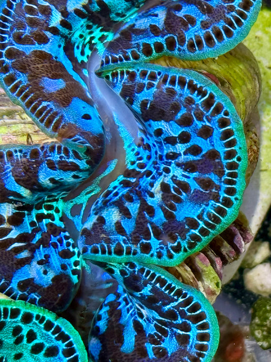 Cultured Maxima Clam 2.5” to 3.5” triple color