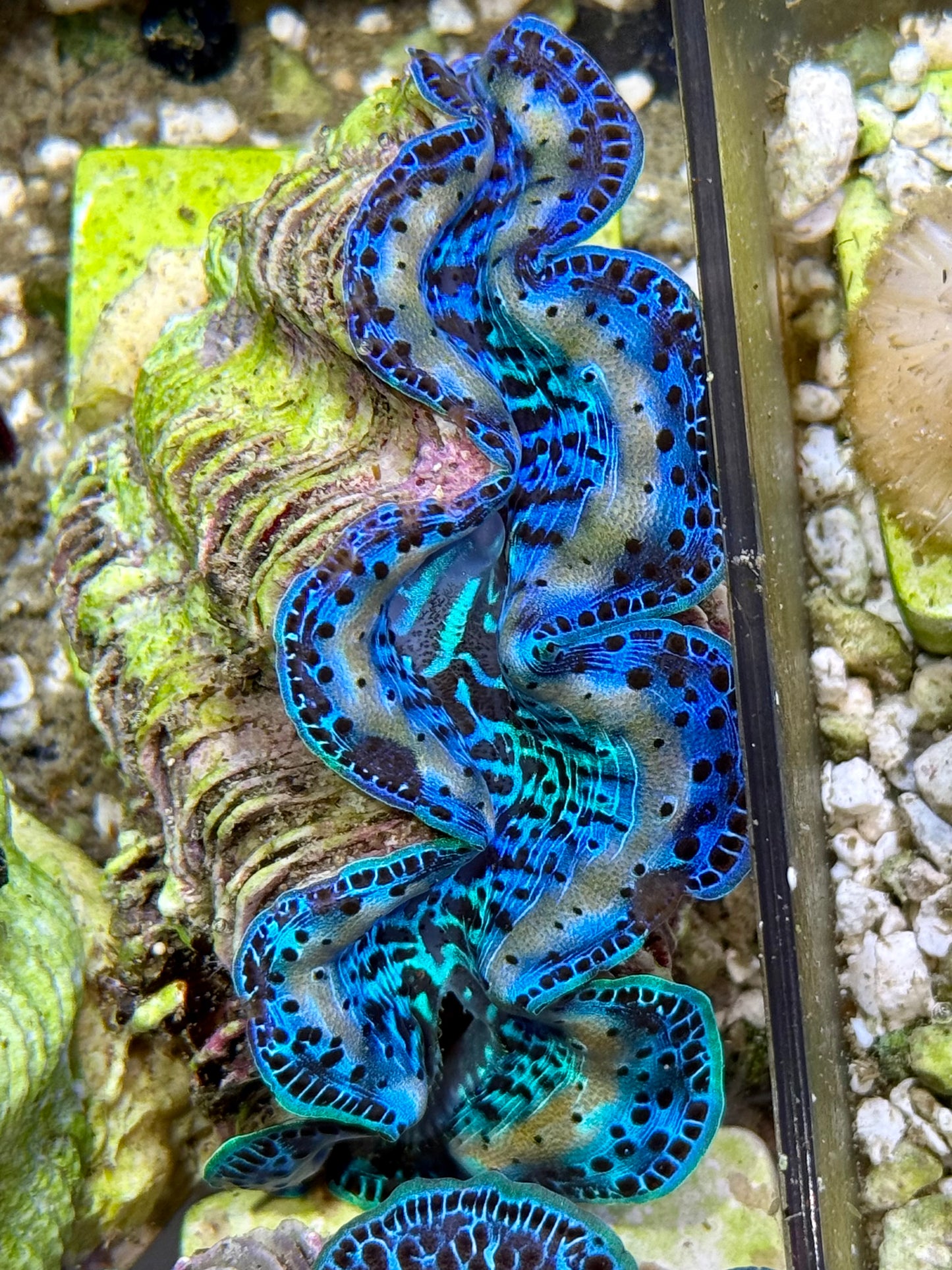 Cultured Maxima Clam 2.5” to 3.5” Ultra Blue with white lines