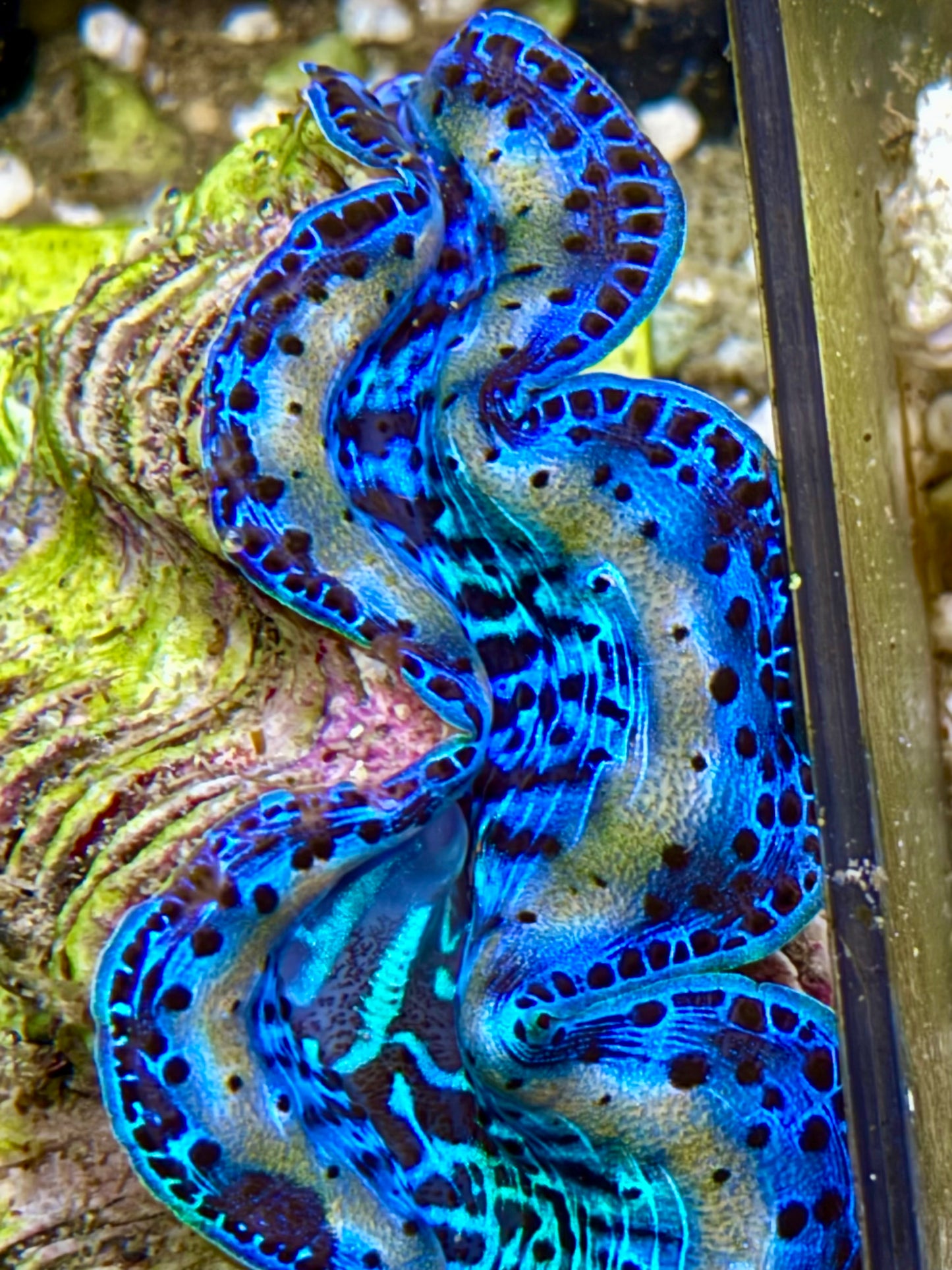 Cultured Maxima Clam 2.5” to 3.5” Ultra Blue with white lines