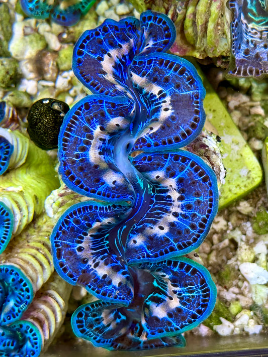 Cultured Maxima Clam 2.5” to 3.5” Beautiful blue line with black dot