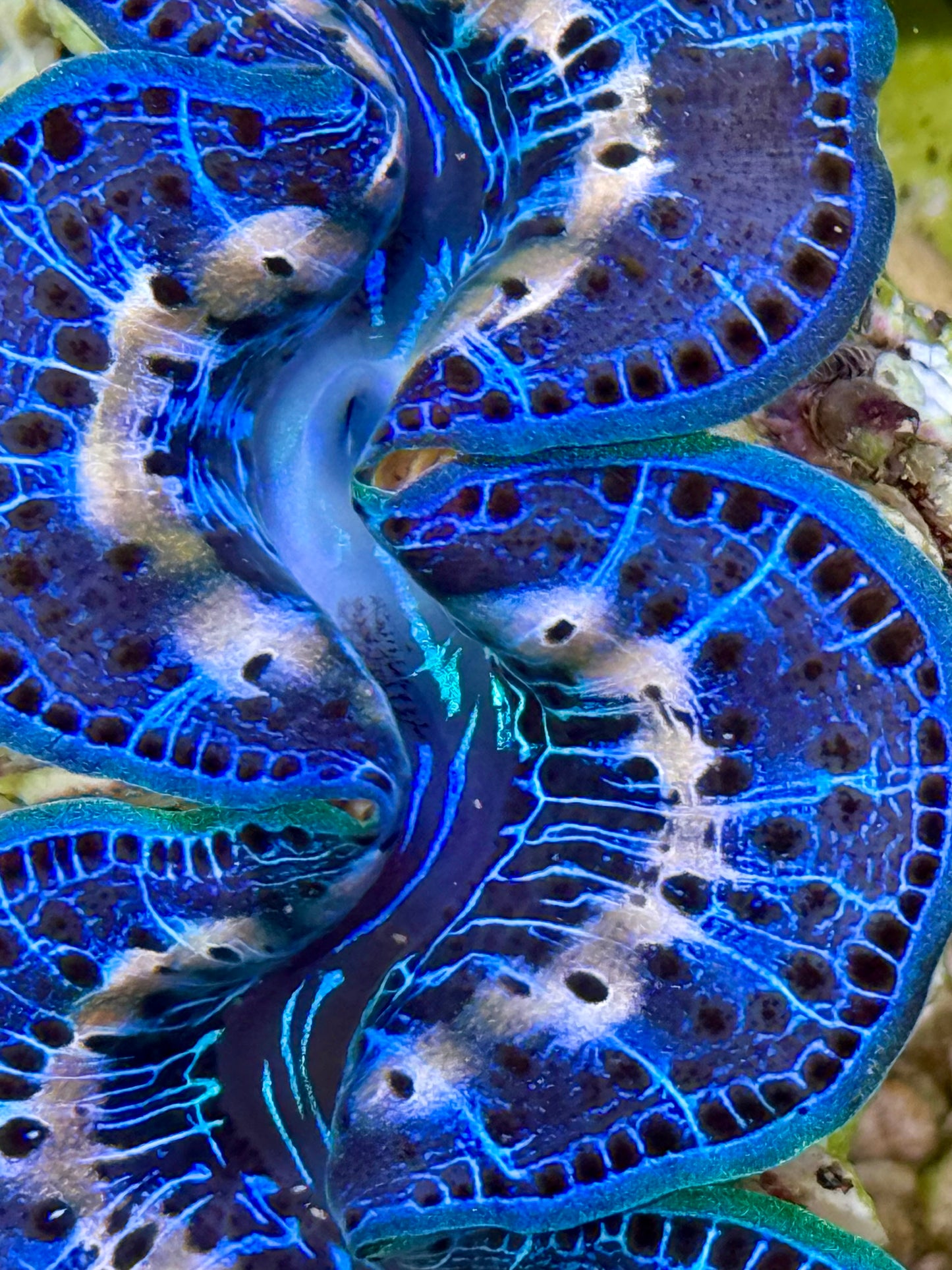 Cultured Maxima Clam 2.5” to 3.5” Beautiful blue line with black dot
