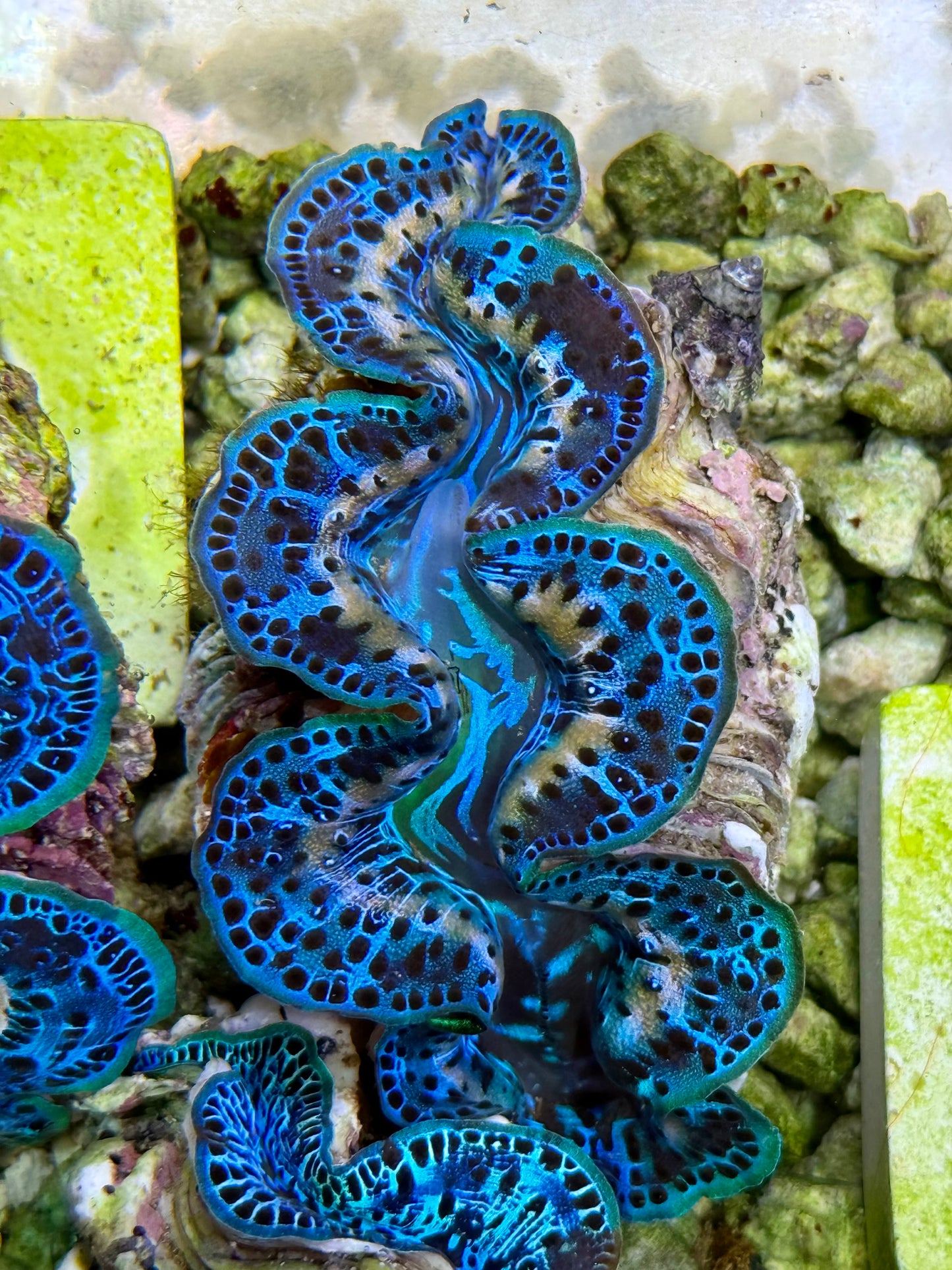 Cultured Maxima Clam 2.5” to 3.5” Gorgeous blue with white lines