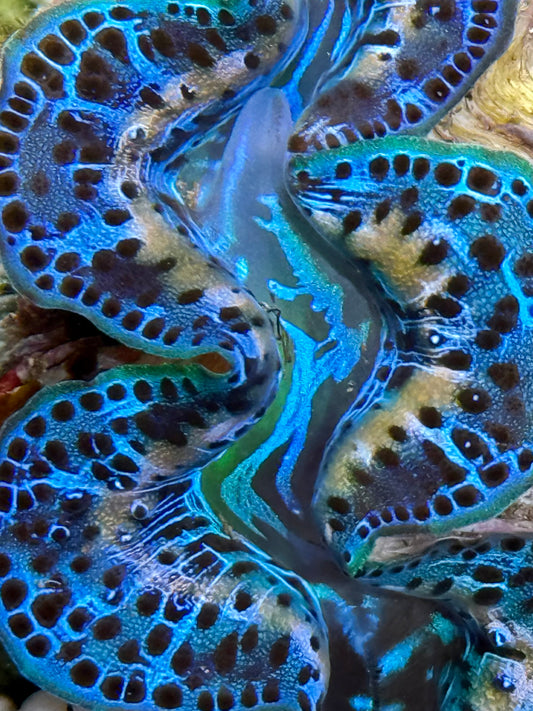 Cultured Maxima Clam 2.5” to 3.5” Gorgeous blue with white lines
