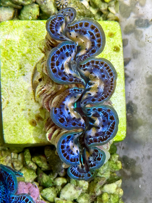 Cultured Maxima Clam 2.5” to 3.5” Ultra Blue black and white