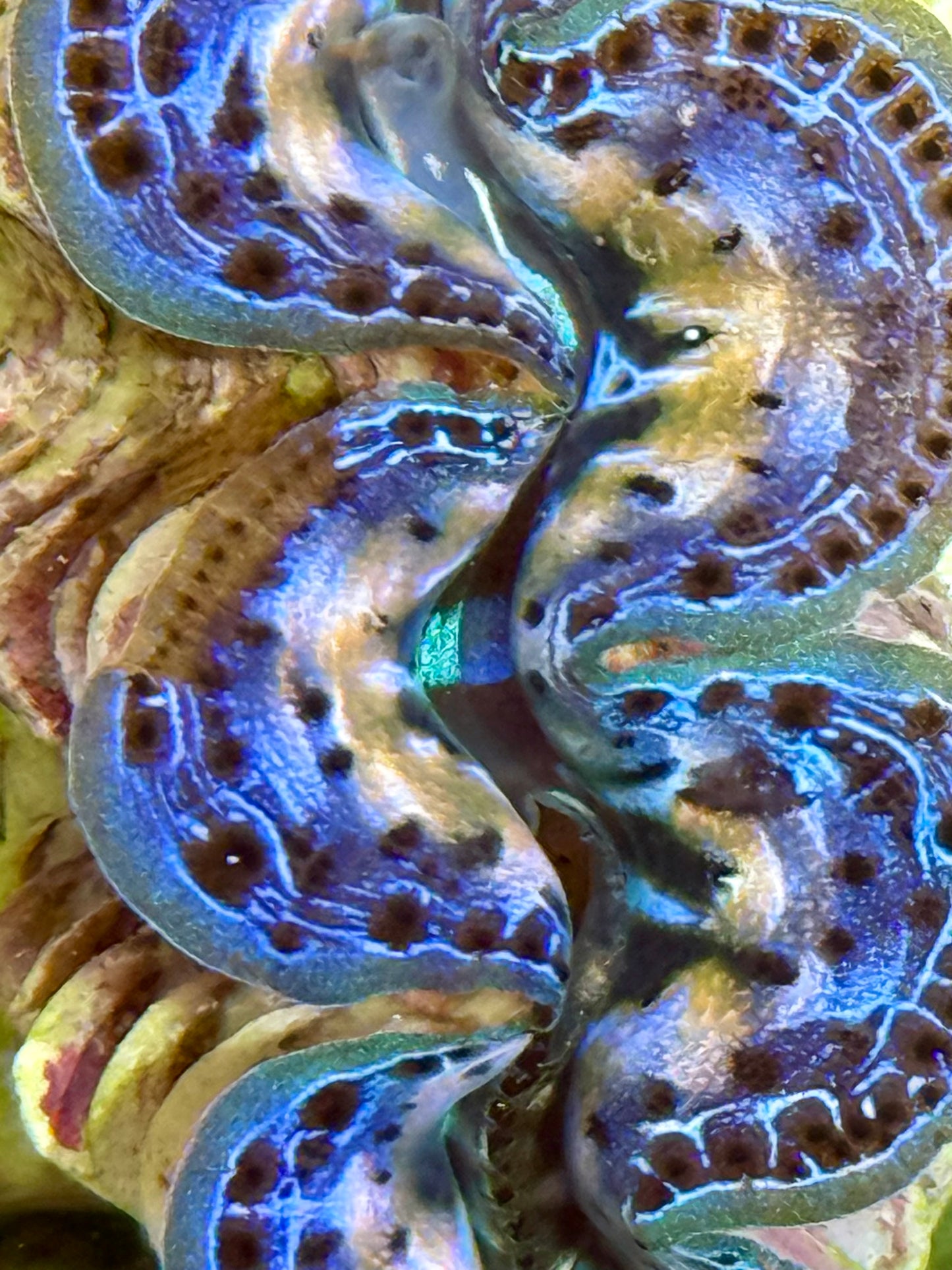 Cultured Maxima Clam 2.5” to 3.5” Ultra Blue black and white