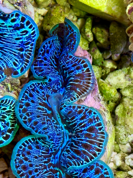 Cultured Maxima Clam 2.5” to 3.5”