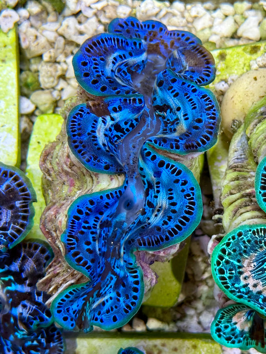 Cultured Maxima Clam 2.5” to 3.5”