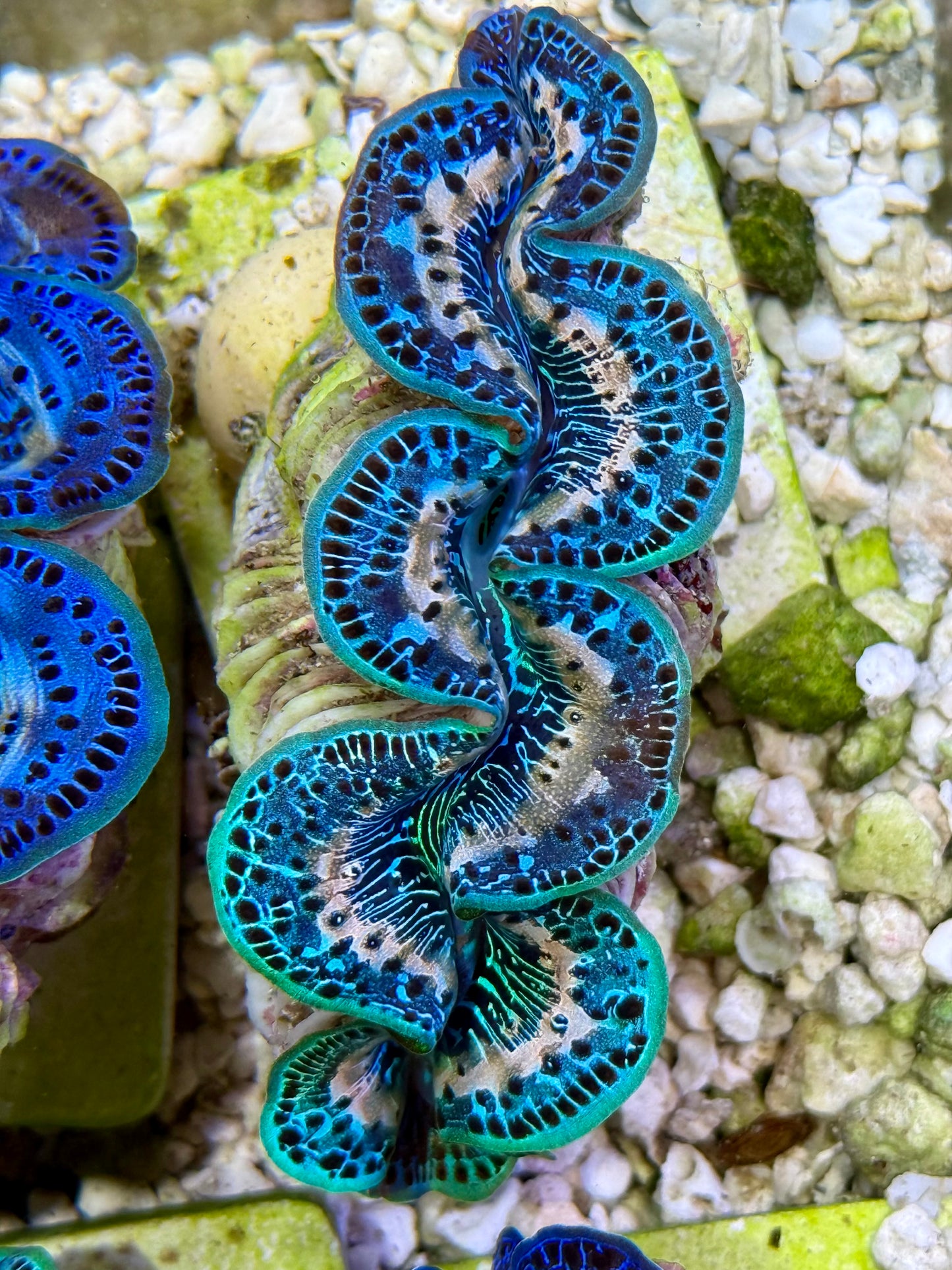Cultured Maxima Clam 2.5” to 3.5” Ultra Mixed blues with white lines