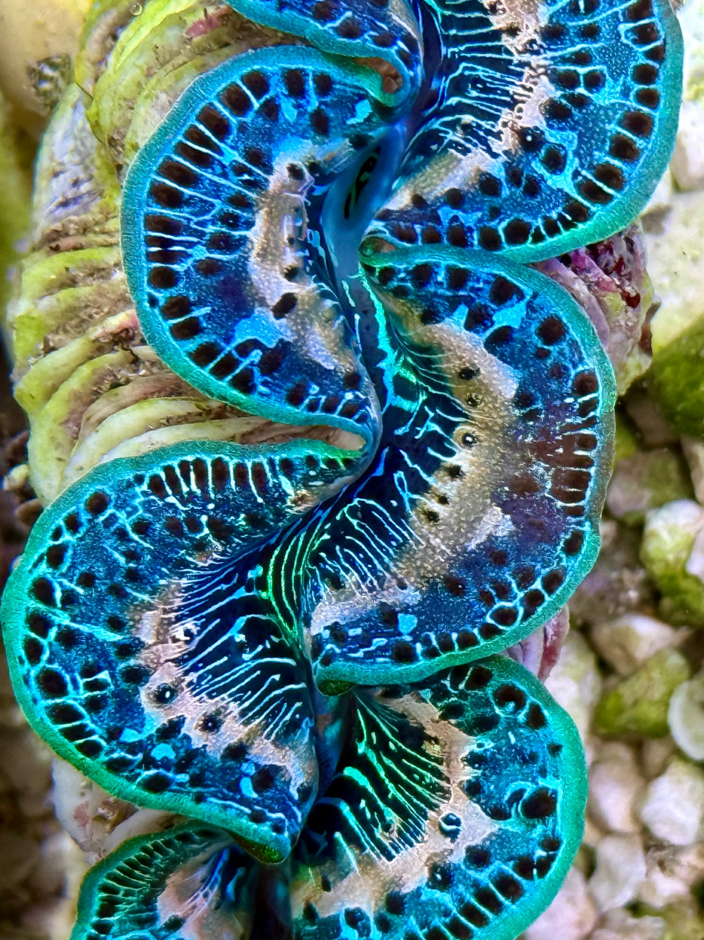 Cultured Maxima Clam 2.5” to 3.5” Ultra Mixed blues with white lines