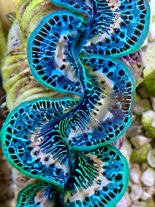 Cultured Maxima Clam 2.5” to 3.5” Ultra Mixed blues with white lines