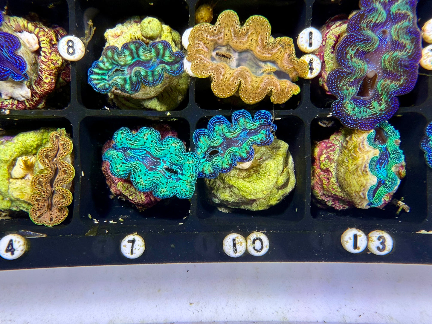 Captive Bred Rainbow Crocea clam #20 White